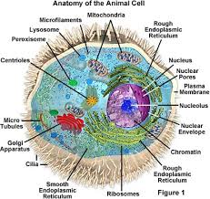 Cell_Structure